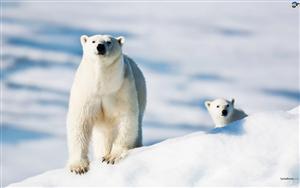 Polar Bears